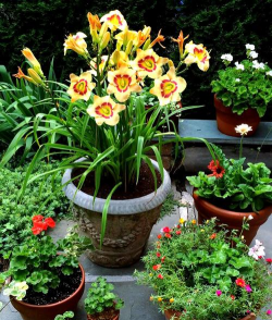 什么花适合种在地里 什么花适合种在地里