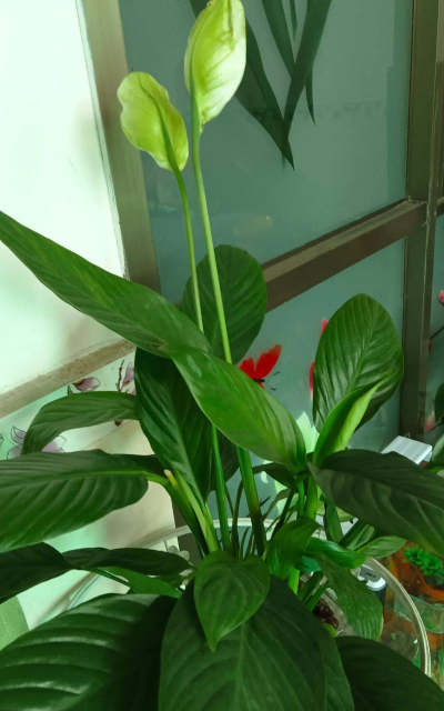 红掌白掌被他养变异了,花开巴掌大,油亮像打蜡! 红掌白掌被他养变异了,花开巴掌大,油亮像打蜡!