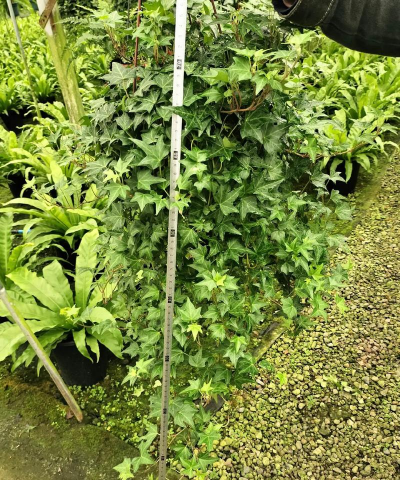 常青藤什么季节种 常青藤什么季节种