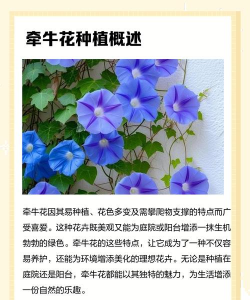 怎么种植牵牛 怎么种植牵牛