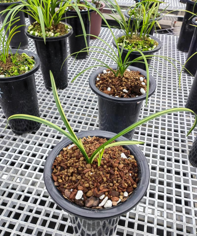 兰花用什么种植最合适 兰花用什么种植最合适