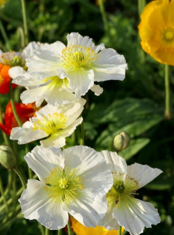 虞美人什么花 虞美人什么花