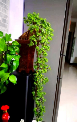 金枝玉叶适合放哪里 金枝玉叶适合放哪里