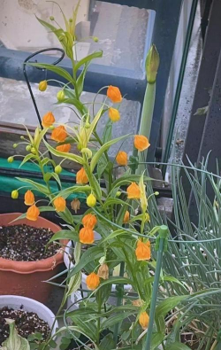 宫灯百合的养殖方法和注意事项 宫灯百合的养殖方法和注意事项