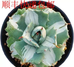 雷神的养殖方法 雷神的养殖方法