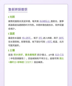 怎么种植紫苑 怎么种植紫苑