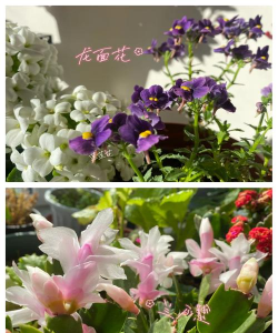 什么植物不会有虫子 什么植物不会有虫子