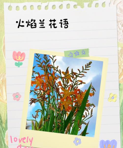 火焰兰的花语及象征意义 火焰兰的花语及象征意义