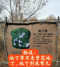 紫花地丁和苦地丁区别 紫花地丁和苦地丁区别