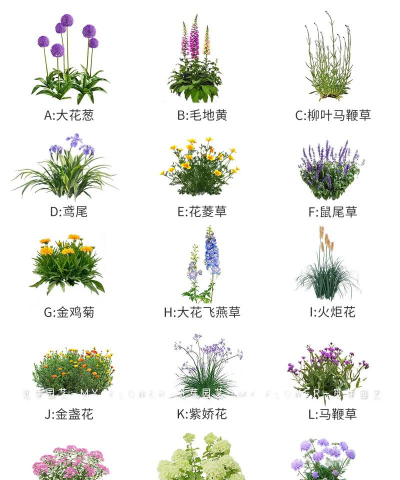 怎么种植花海 怎么种植花海