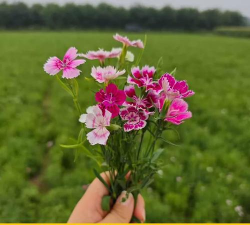 怎么种植瞿麦 怎么种植瞿麦