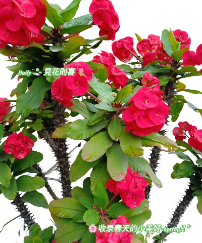 刺梅花为什么叶子干了 刺梅花为什么叶子干了