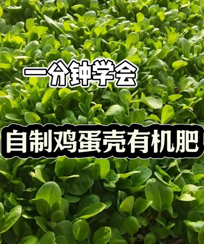 蛋壳怎么种植 蛋壳怎么种植