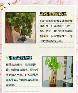 怎么种植榴 怎么种植榴