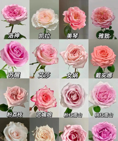 玫瑰花的品种,种玫瑰花的方法 玫瑰花的品种,种玫瑰花的方法