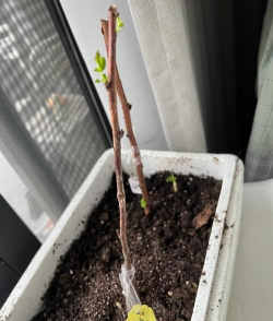 酸梅怎么种植 酸梅怎么种植