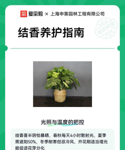 结香冬天养殖的禁忌 结香冬天养殖的禁忌