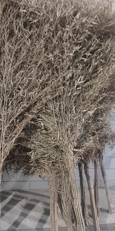 扫帚 怎么种植 扫帚 怎么种植