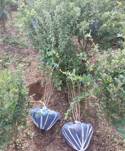 锦鸡怎么种植 锦鸡怎么种植