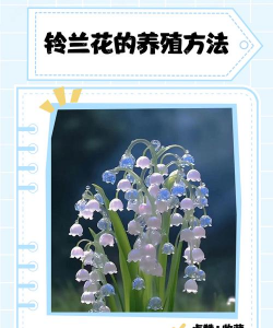 蓝铃花的养殖方法和注意事项 蓝铃花的养殖方法和注意事项