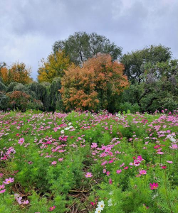 山东秋天有哪些花 山东秋天有哪些花