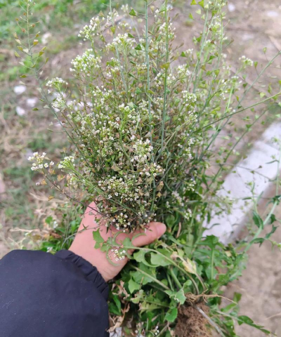 除湿之花有哪些 除湿之花有哪些
