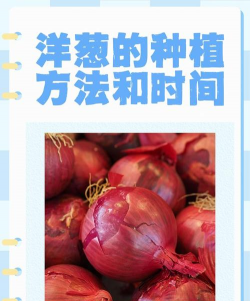 洋葱怎么种,洋葱什么时候种植 洋葱怎么种,洋葱什么时候种植