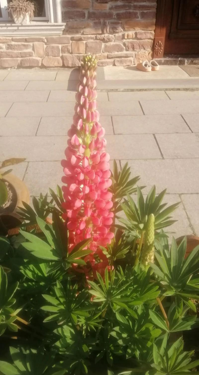 有哪些花没有见过 有哪些花没有见过