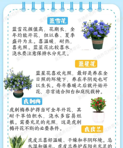 植物有哪些花好看 植物有哪些花好看