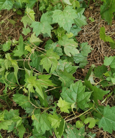 怎么种植白蔹 怎么种植白蔹