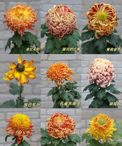 家庭适合养什么品种菊花 家庭适合养什么品种菊花