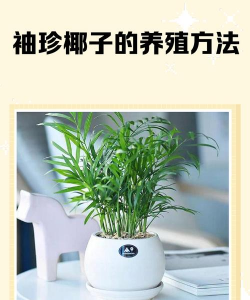 袖珍椰子春天怎么养 袖珍椰子春天怎么养