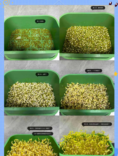 小豆怎么种植 小豆怎么种植