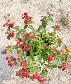 五色梅春天怎么养 五色梅春天怎么养