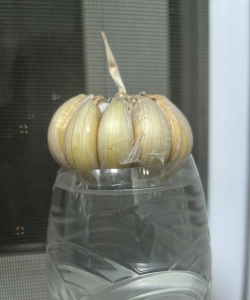 水培蒜为什么不发芽 水培蒜为什么不发芽