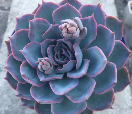 蓝石莲春天怎么养 蓝石莲春天怎么养