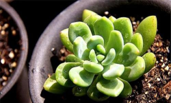 青丽怎么养 青丽怎么养