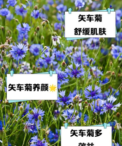 矢车菊春天怎么养 矢车菊春天怎么养