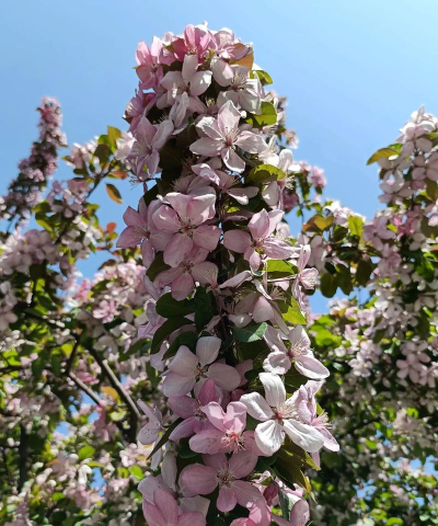 暮春的花有哪些 暮春的花有哪些