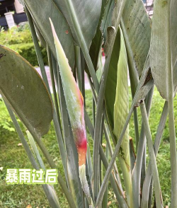 鹤望兰冬季怎么养护 鹤望兰冬季怎么养护