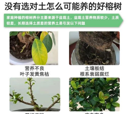 榕树怎么养用什么土 榕树怎么养用什么土