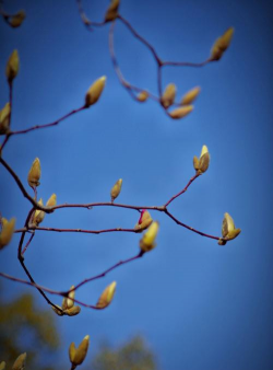 玉兰花是什么花期 玉兰花是什么花期