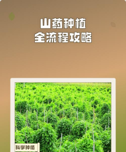 种植的淮山怎么种植的 种植的淮山怎么种植的
