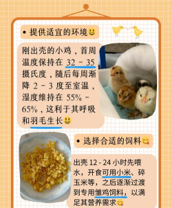 出壳的小鸡要怎么养 出壳的小鸡要怎么养