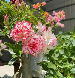 沙漠玫瑰冬季养殖方法 沙漠玫瑰冬季养殖方法