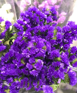 勿忘我是什么植物 勿忘我是什么植物