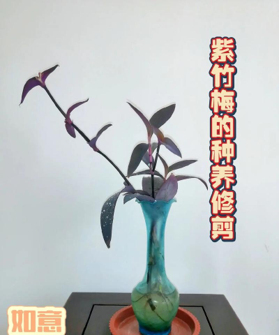 紫竹梅冬天怎样修剪 紫竹梅冬天怎样修剪