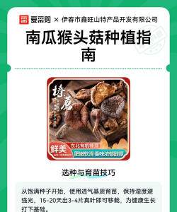 猴头菇种植种子怎么种植 猴头菇种植种子怎么种植