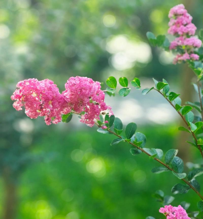 炎热的夏天有什么花 炎热的夏天有什么花