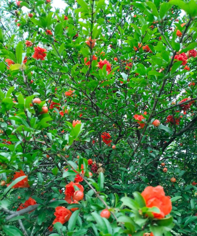 石榴花秋天怎么养 石榴花秋天怎么养
